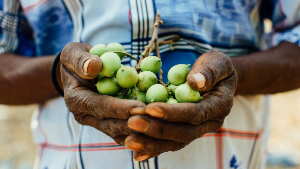 grapes in hands