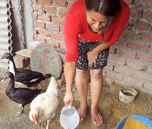 chickens_gifts-for-change Help a Family Build Their Nest Egg- Donate a chicken or donate chickens