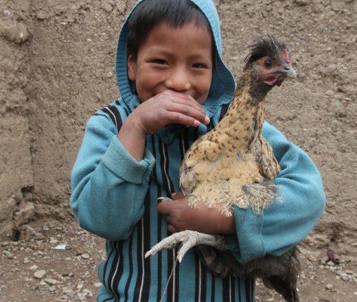 Child from Peru holding a chicken. Gift for change. Protein and income.