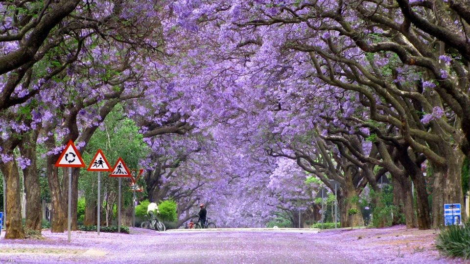 The streets are lined with jacaranda trees in Lusaka, Zambia.