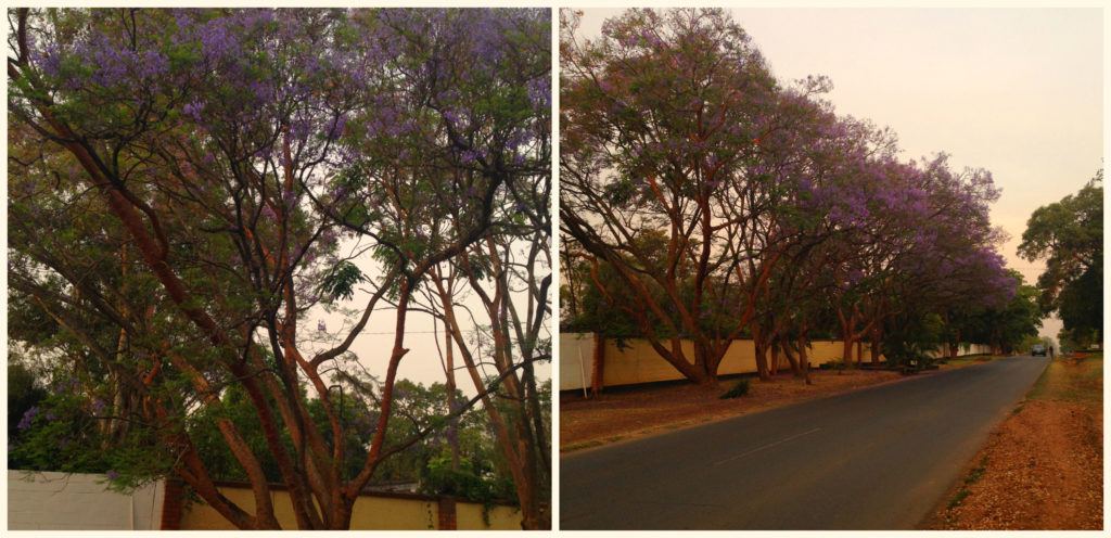 Jacaranda trees line the streets of Lusaka in October. They only last a little time but they are spectacular. 