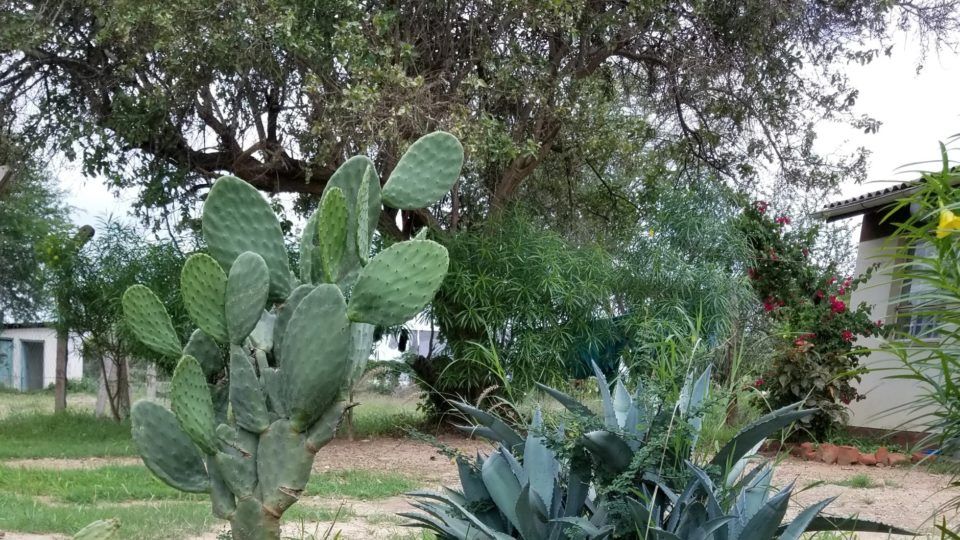 The Cacti in Kenya