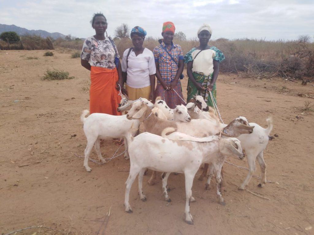 A family of goats - giving tuesday