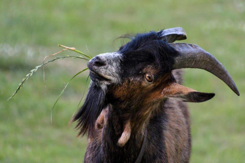 A goat eating