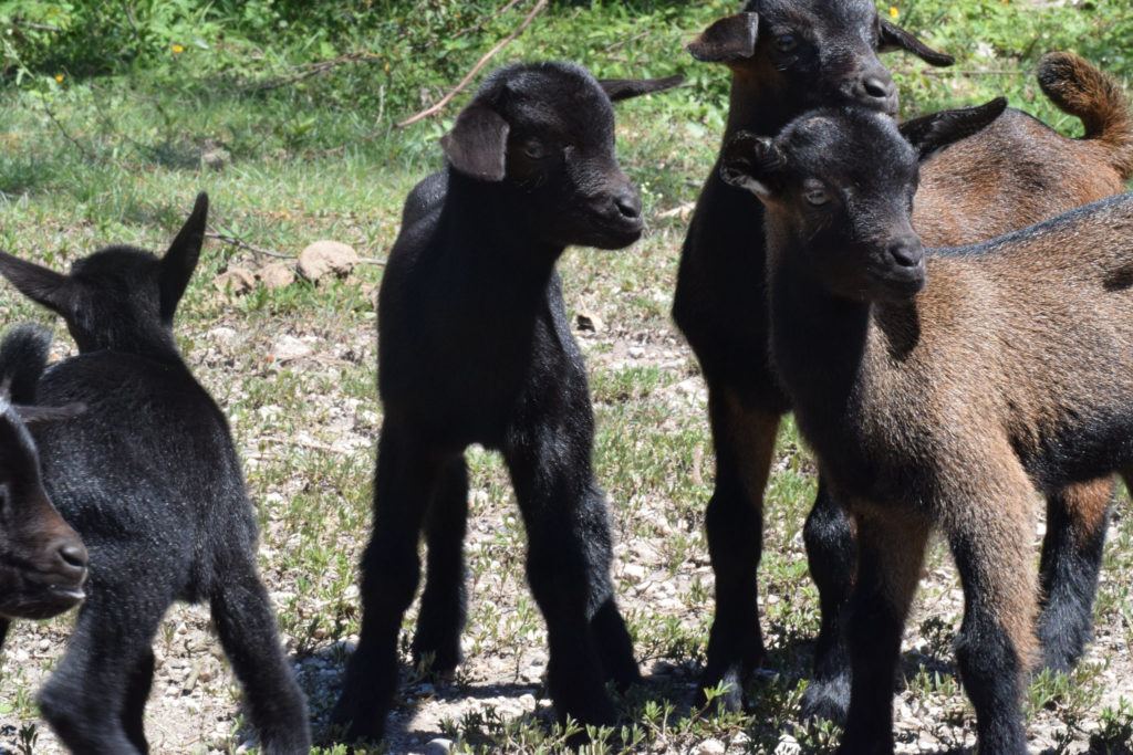 A group of baby goats!