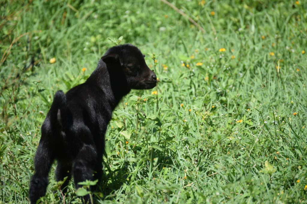 Baby goats are called kids