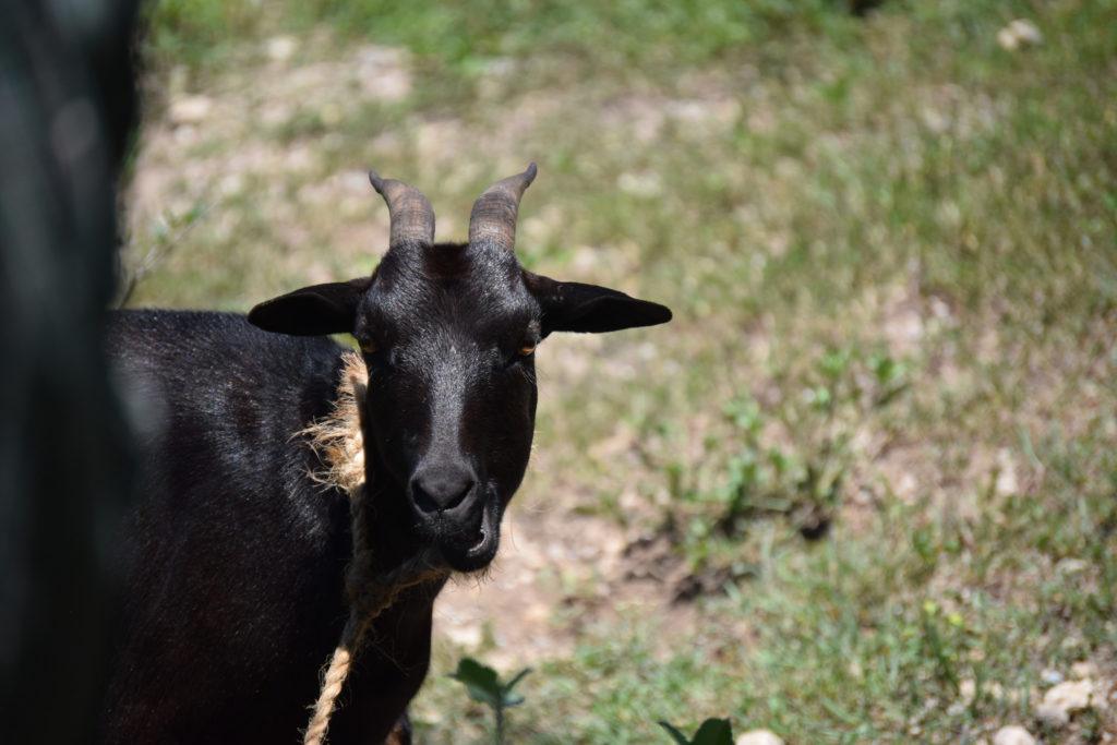 Give a goat and help a family