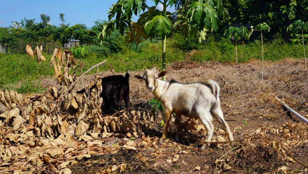 Give a goat on giving tuesday!