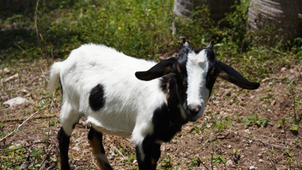 Give a goat this giving tuesday