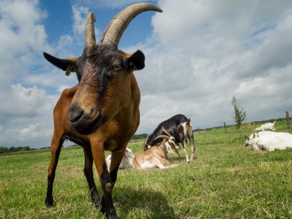 Brown goat in a field