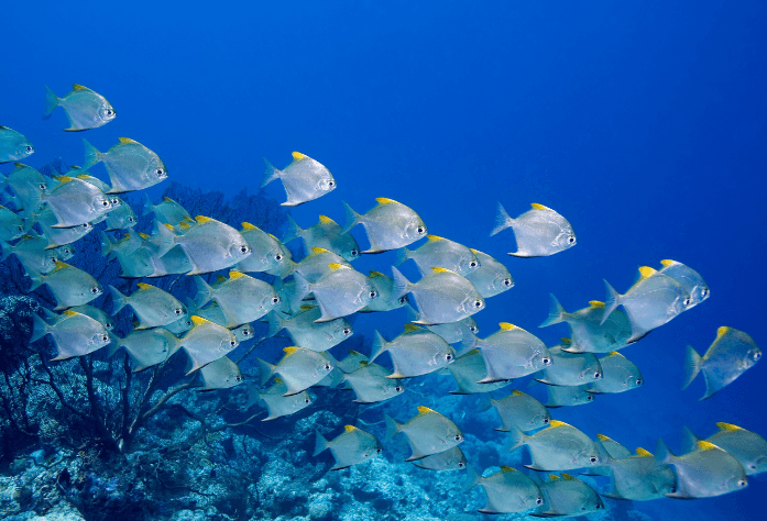 Ein Fischschwarm, der in hellblauem Wasser schwimmt