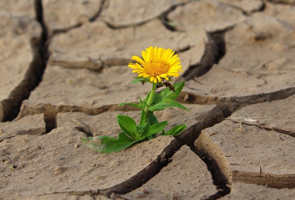 Flower growing out of cracked earth 