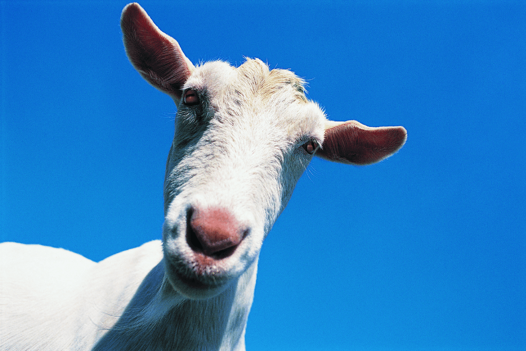 A white goat in front of a clear blue sky