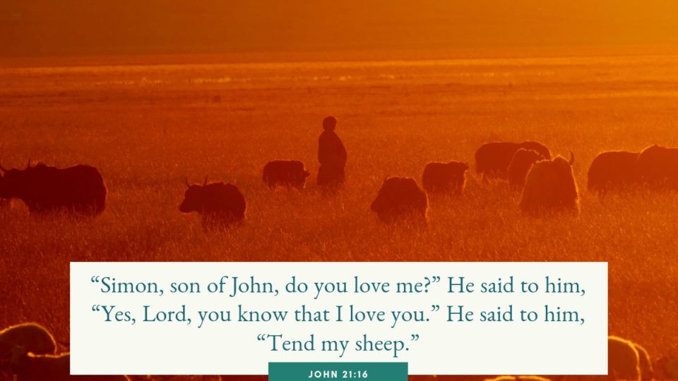 sheepherder tending to his sheep