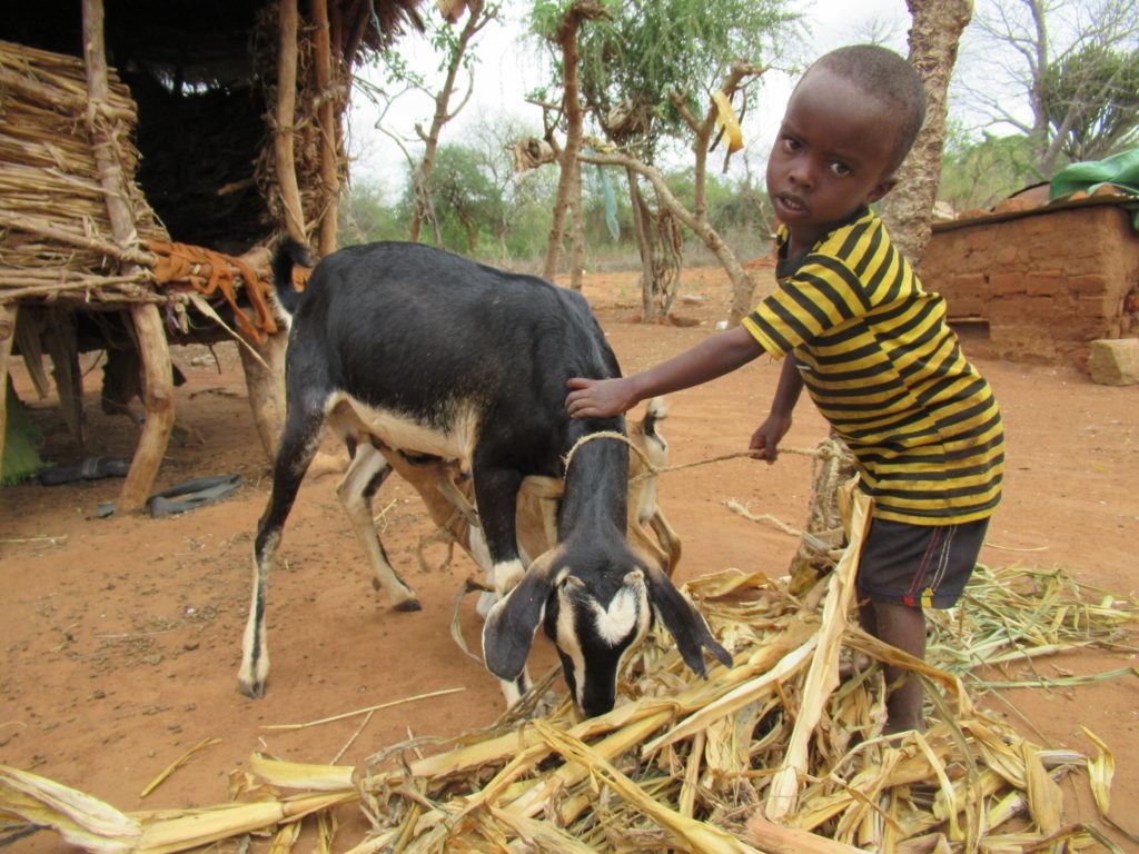 A small child taking care of his goat. He wears a striped shirt 