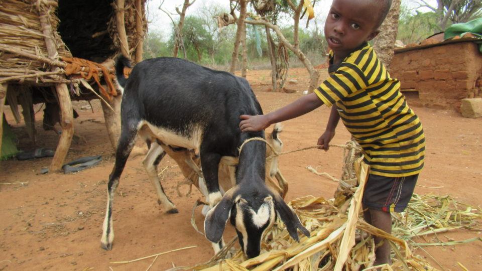A small child taking care of his goat. He wears a striped shirt