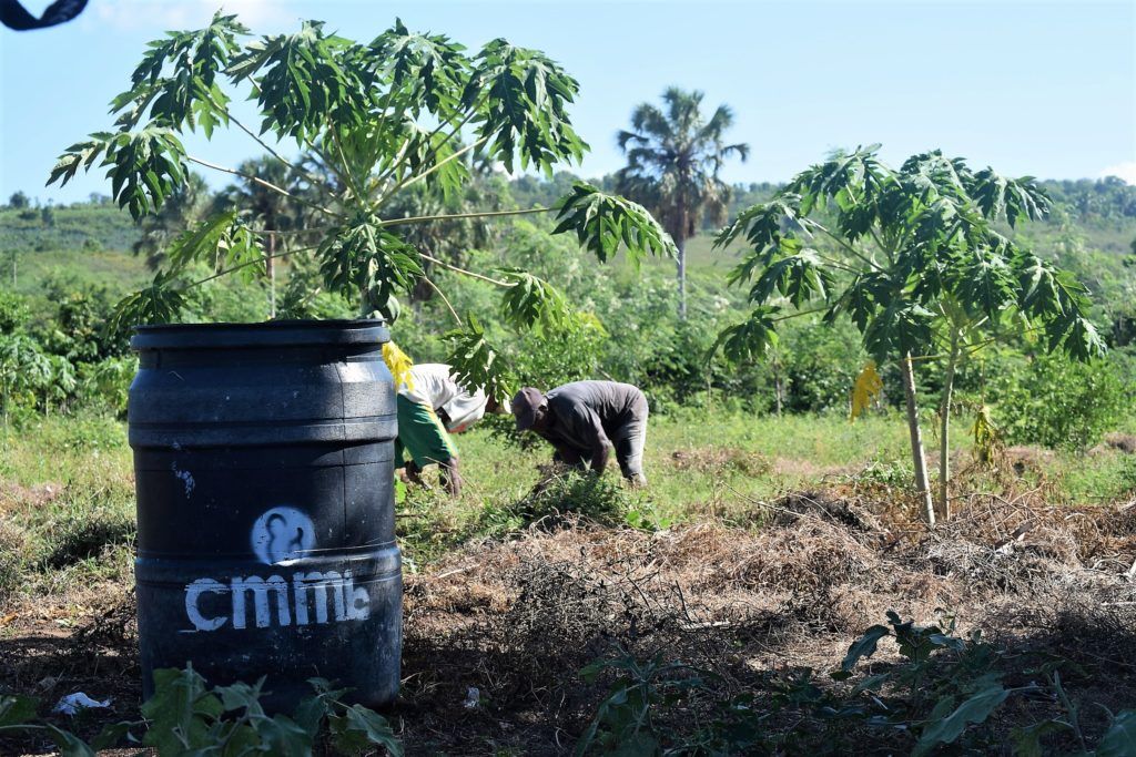 cmmb's agronomy project in cote-de-fer, Haiti