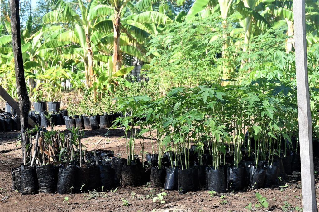 cmmb's agronomy project in Haiti - small trees