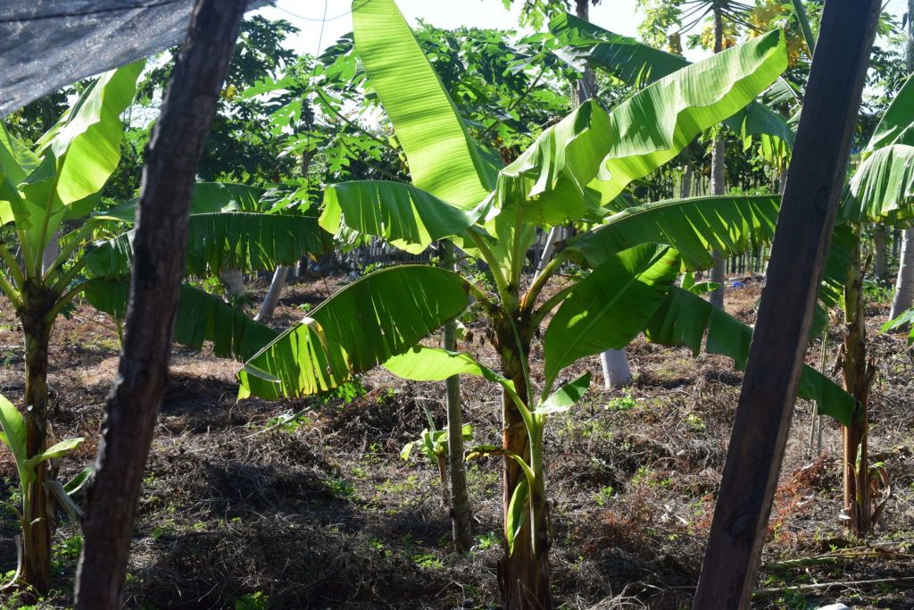 cmmb's agronomy project in haiti - plantain trees