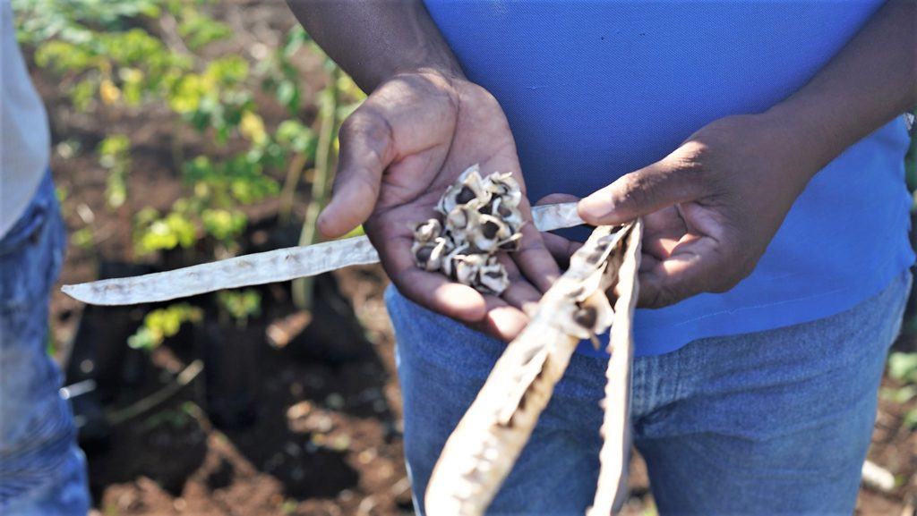 cmmb's agronomy project in Haiti - moringa seeds