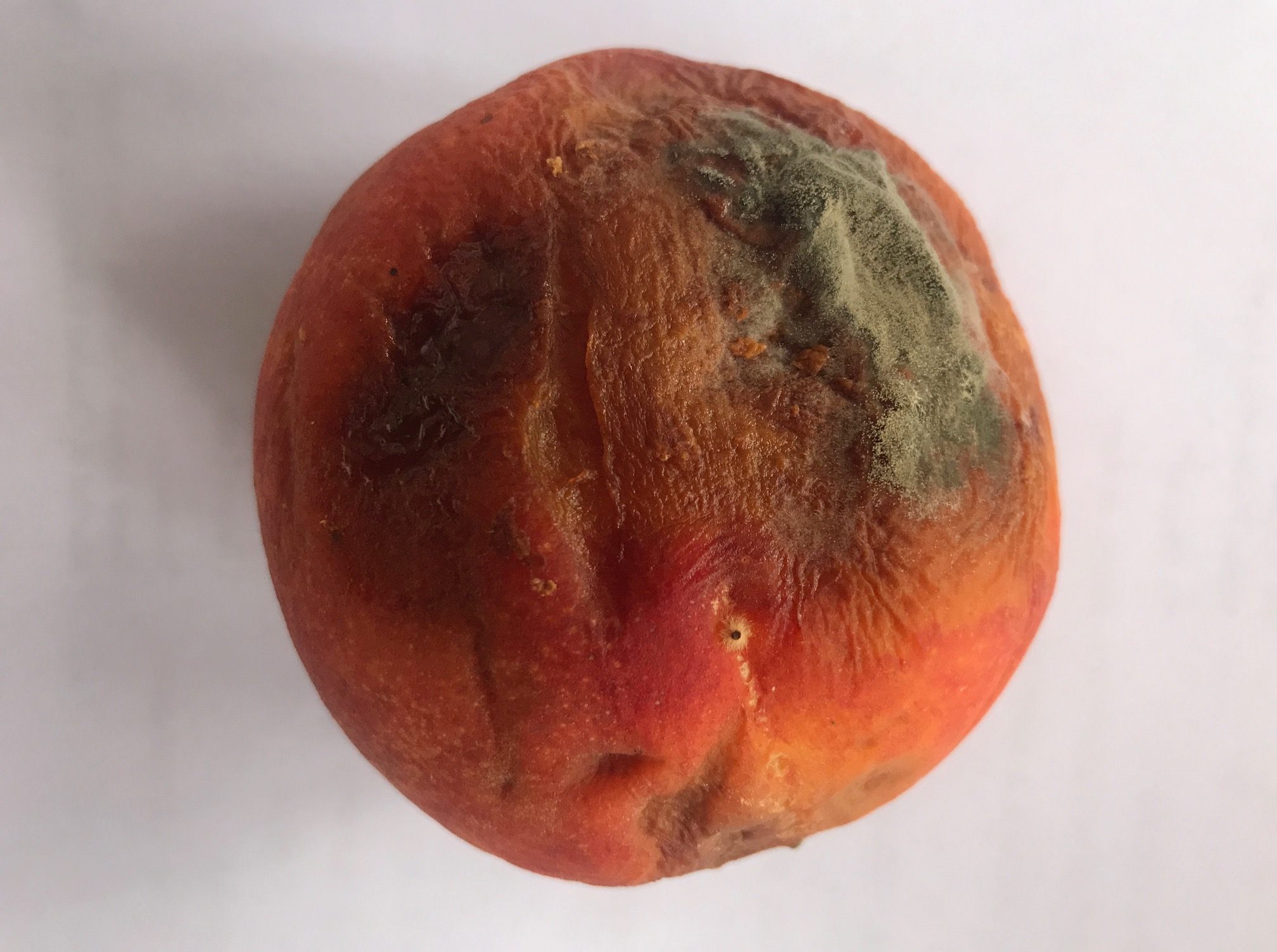 slightly bruised, moldy peach