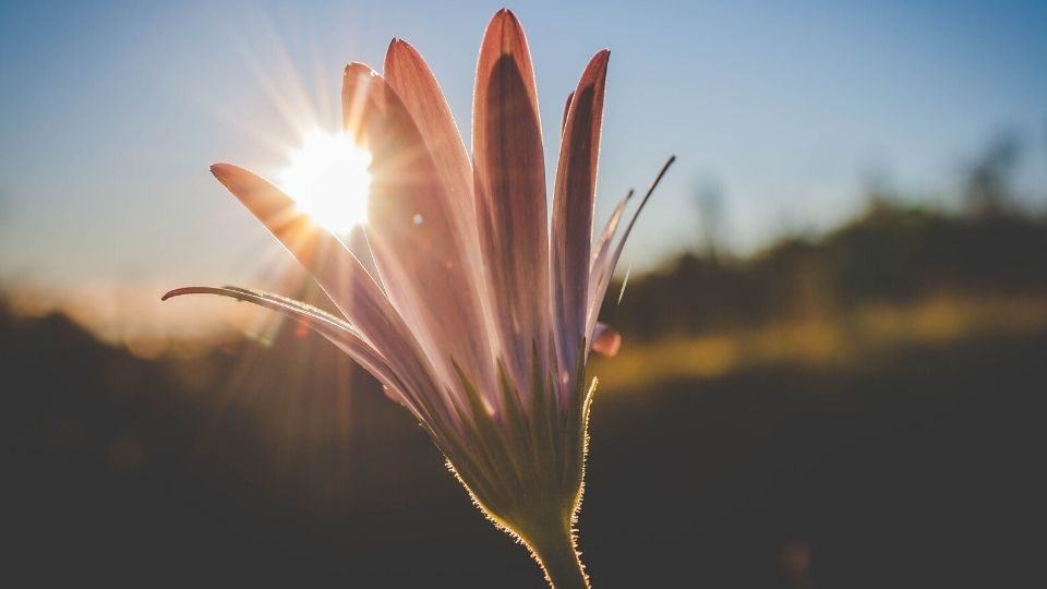 sunday gospel - flower with sun beaming