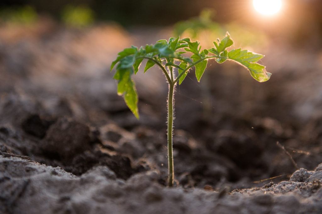 a plant grows in a garden