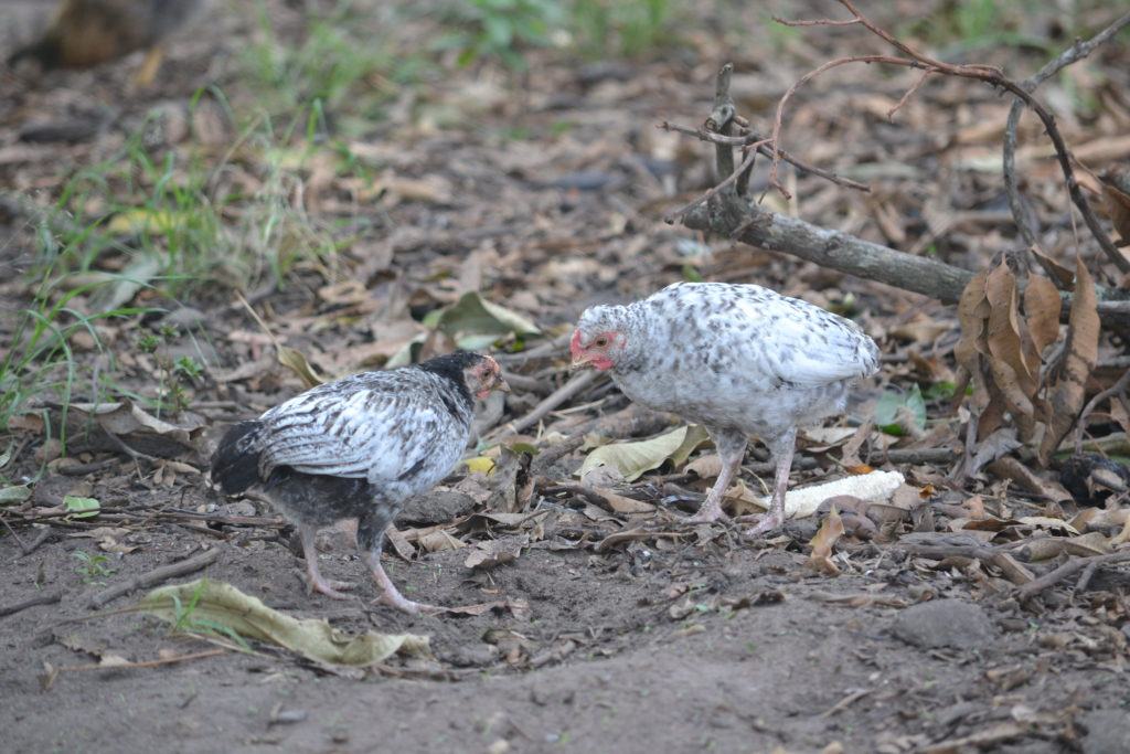 Two chickens roaming 