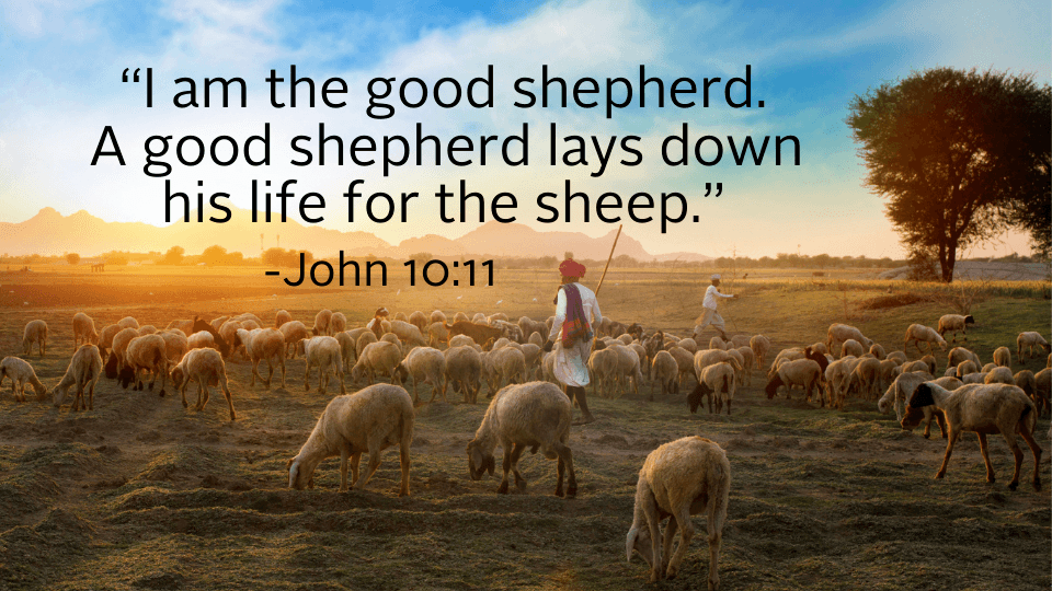 image for weekly reflection shepherd quote