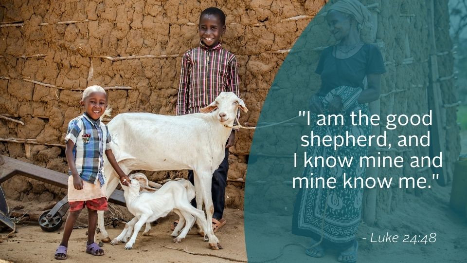 Weekly Reflection graphic featuring quote from the Gospel. Today we reflect on Jesus as the good Shepherd.
