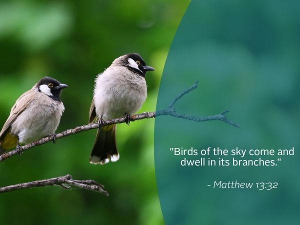 Weekly Reflection image featuring a quote from the bible and an image of birds.